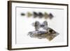 Spectacled Caiman (Caiman Crocodilus) Resting in Shrinking Pool, Pouso Alegre Lodge-David Pattyn-Framed Photographic Print