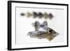 Spectacled Caiman (Caiman Crocodilus) Resting in Shrinking Pool, Pouso Alegre Lodge-David Pattyn-Framed Photographic Print