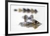 Spectacled Caiman (Caiman Crocodilus) Resting in Shrinking Pool, Pouso Alegre Lodge-David Pattyn-Framed Photographic Print