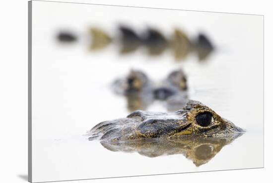 Spectacled Caiman (Caiman Crocodilus) Resting in Shrinking Pool, Pouso Alegre Lodge-David Pattyn-Stretched Canvas