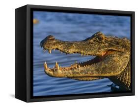 Spectacled Caiman, Llanos, Hato El Frio, Venezuela-Francois Savigny-Framed Stretched Canvas