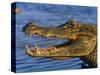 Spectacled Caiman, Llanos, Hato El Frio, Venezuela-Francois Savigny-Stretched Canvas