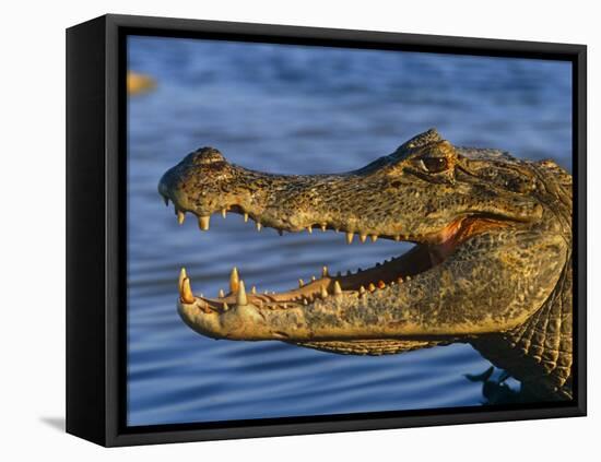 Spectacled Caiman, Llanos, Hato El Frio, Venezuela-Francois Savigny-Framed Stretched Canvas