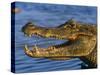 Spectacled Caiman, Llanos, Hato El Frio, Venezuela-Francois Savigny-Stretched Canvas