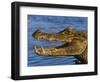 Spectacled Caiman, Llanos, Hato El Frio, Venezuela-Francois Savigny-Framed Premium Photographic Print