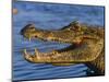 Spectacled Caiman, Llanos, Hato El Frio, Venezuela-Francois Savigny-Mounted Premium Photographic Print