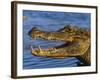 Spectacled Caiman, Llanos, Hato El Frio, Venezuela-Francois Savigny-Framed Photographic Print