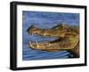 Spectacled Caiman, Llanos, Hato El Frio, Venezuela-Francois Savigny-Framed Photographic Print