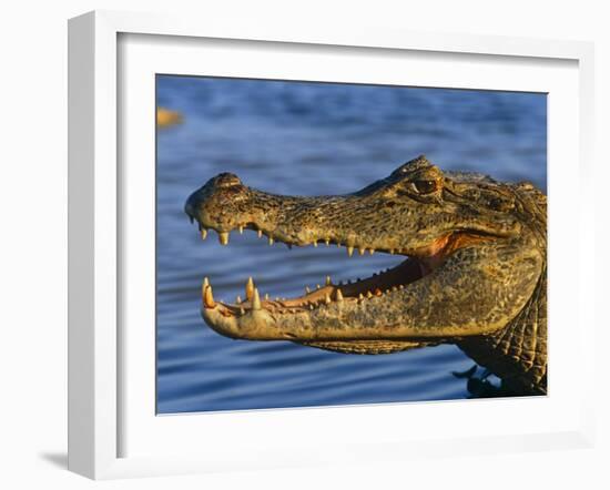 Spectacled Caiman, Llanos, Hato El Frio, Venezuela-Francois Savigny-Framed Photographic Print