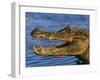 Spectacled Caiman, Llanos, Hato El Frio, Venezuela-Francois Savigny-Framed Photographic Print