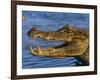 Spectacled Caiman, Llanos, Hato El Frio, Venezuela-Francois Savigny-Framed Photographic Print