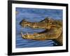 Spectacled Caiman, Llanos, Hato El Frio, Venezuela-Francois Savigny-Framed Photographic Print