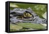 Spectacled Caiman-null-Framed Stretched Canvas