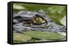 Spectacled Caiman-null-Framed Stretched Canvas