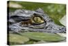 Spectacled Caiman-null-Stretched Canvas