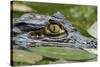 Spectacled Caiman-null-Stretched Canvas