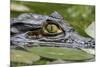 Spectacled Caiman-null-Mounted Photographic Print