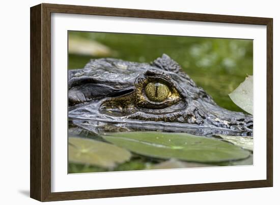 Spectacled Caiman-null-Framed Photographic Print