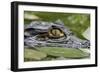 Spectacled Caiman-null-Framed Photographic Print