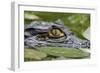 Spectacled Caiman-null-Framed Photographic Print