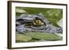 Spectacled Caiman-null-Framed Photographic Print