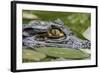 Spectacled Caiman-null-Framed Photographic Print