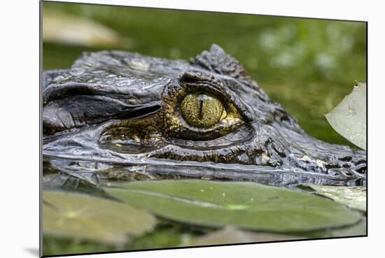 Spectacled Caiman-null-Mounted Photographic Print