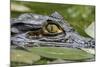 Spectacled Caiman-null-Mounted Photographic Print