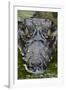 Spectacled Caiman-null-Framed Photographic Print