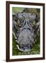 Spectacled Caiman-null-Framed Photographic Print