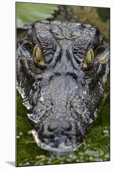 Spectacled Caiman-null-Mounted Photographic Print