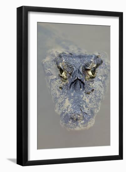 Spectacled Caiman-null-Framed Photographic Print