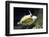 Spectacled Filefish-Hal Beral-Framed Photographic Print