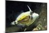 Spectacled Filefish-Hal Beral-Mounted Photographic Print