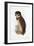 Spectacled Owl, August 1836-Edward Lear-Framed Giclee Print