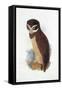 Spectacled Owl, August 1836-Edward Lear-Framed Stretched Canvas