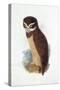 Spectacled Owl, August 1836-Edward Lear-Stretched Canvas