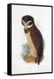 Spectacled Owl, August 1836-Edward Lear-Framed Stretched Canvas