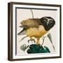 Spectacled Owl-Kenneth Lilly-Framed Giclee Print