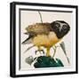 Spectacled Owl-Kenneth Lilly-Framed Giclee Print