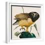 Spectacled Owl-Kenneth Lilly-Framed Giclee Print