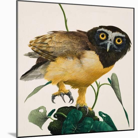 Spectacled Owl-Kenneth Lilly-Mounted Giclee Print