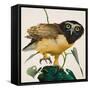 Spectacled Owl-Kenneth Lilly-Framed Stretched Canvas