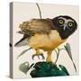Spectacled Owl-Kenneth Lilly-Stretched Canvas