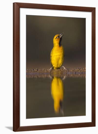 Spectacled weaver (Ploceus ocularis), Zimanga private game reserve, KwaZulu-Natal, South Africa, Af-Ann and Steve Toon-Framed Photographic Print