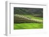 Spectacular Green Rice Field in Rainy Season, Ambalavao, Madagascar-Anthony Asael-Framed Photographic Print