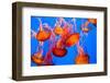 Spectacular Jellyfish-bierchen-Framed Photographic Print