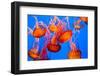 Spectacular Jellyfish-bierchen-Framed Photographic Print