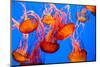 Spectacular Jellyfish-bierchen-Mounted Photographic Print