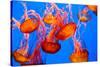Spectacular Jellyfish-bierchen-Stretched Canvas
